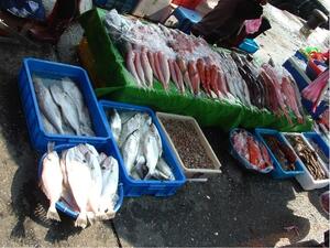 At a fish market, about a dozen trays of different kinds of fish.