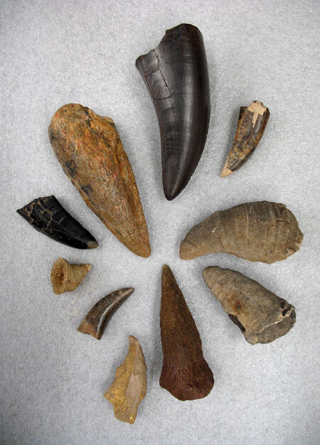 Ten various-sized specimens of long toothlike or clawlike objects with pointed tips.