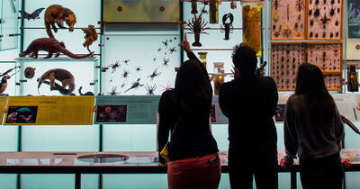 Three people standing in front of a wall pointing at various specimens including lizards, insects, and crustaceans. 