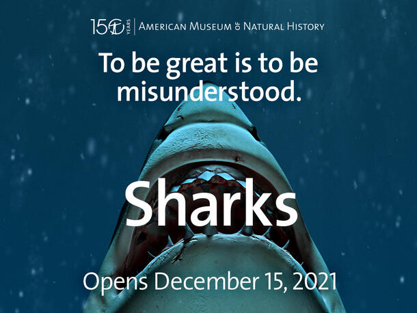 Shark swims underwater with nose pointed vertically upwards, displaying its teeth, with copy that reads "To be great is to be misunderstood. Sharks."