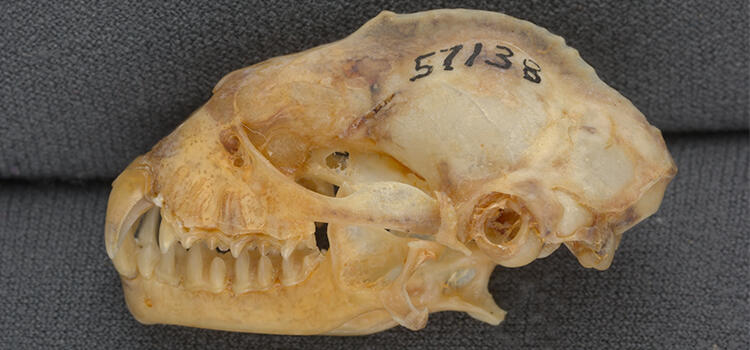 Full skull specimen with the numbers 57138 written on the top of the skull. 