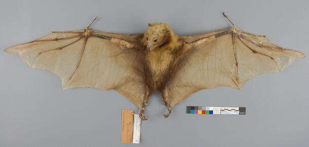 Full, front-facing bat specimen with outstretched wings and labels on the right foot. 