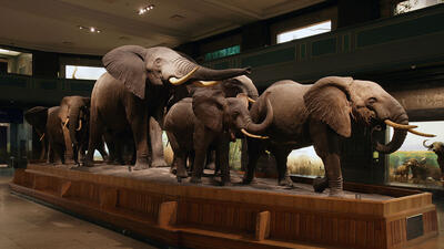 Six African elephant mounts in the Akeley Hall of African Mammals.