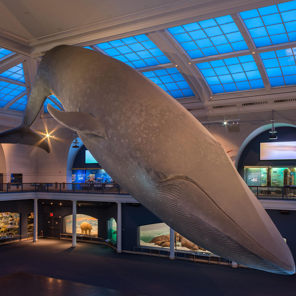 94 foot long model of a blue whale suspended from the ceiling of the Milstein Hall of Ocean Life.