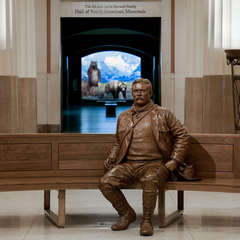 A seated statue of Theodore Roosevelt on a wooden bench in front of the Hall of North American Mammals.