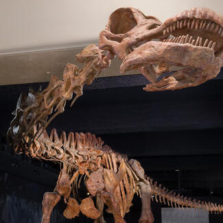 Cast of a 122 foot long juvenile sauropod with its long neck and head extending out of the exhibit hall, just outside the door.