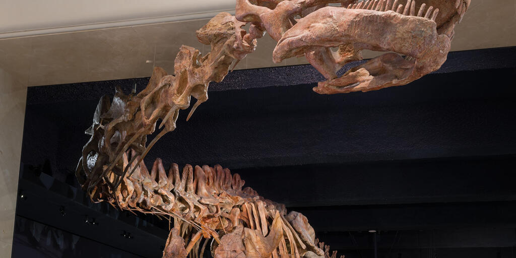 文房具・事務用品 American Museum of Natural History 鉛筆 超長