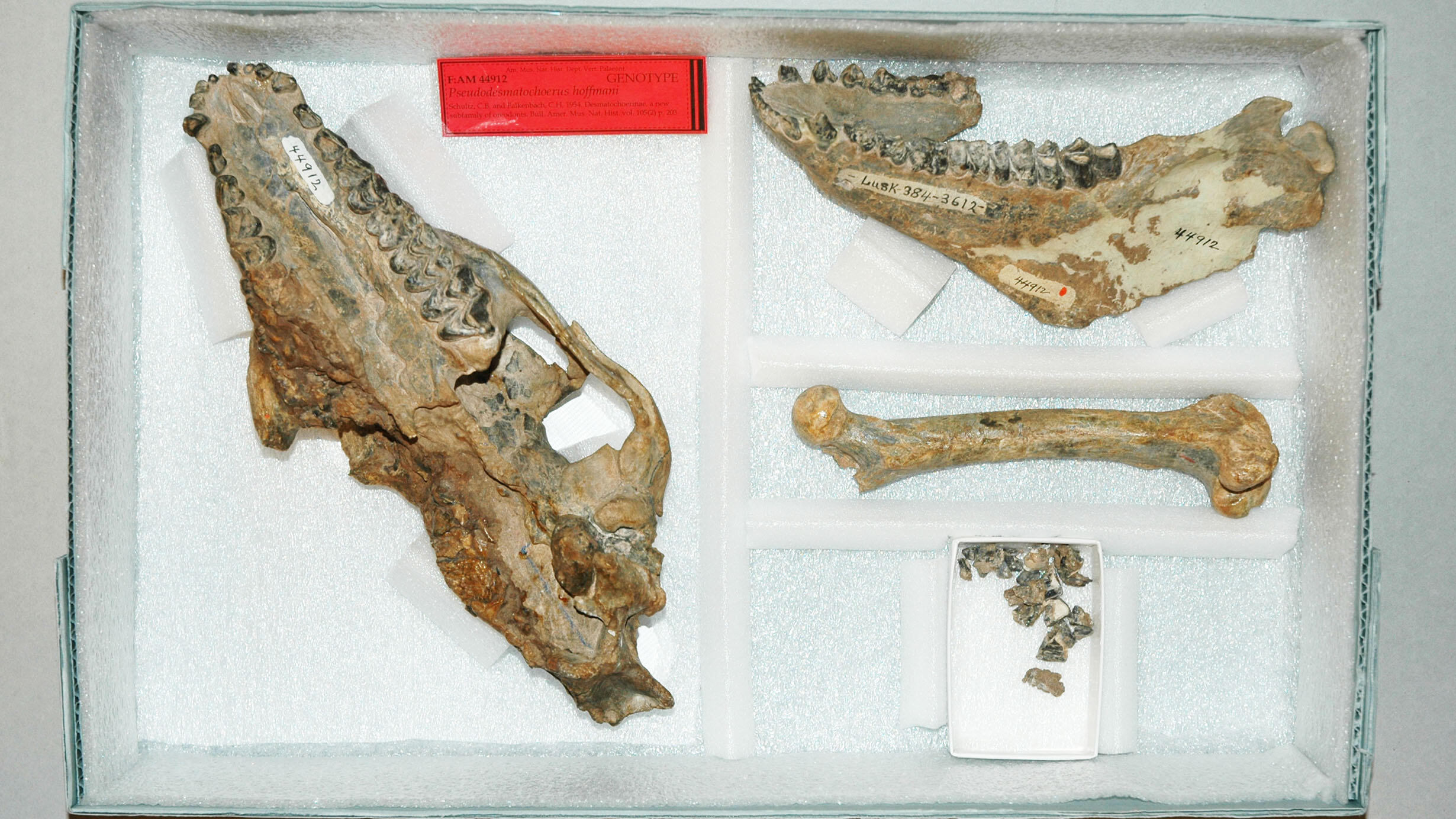 Fossil Storage Organization | American Museum of Natural History