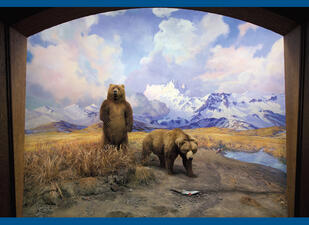 Alaska Brown Bear diorama, with one bear standing on hind legs and one bear on all-fours with snow-capped mountains in background.