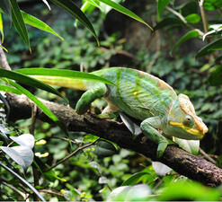 A brightly colored chameleon walking on a branch, its color matching the leaves around it.