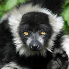 Close-up on a lemur's face looking directly ahead. 