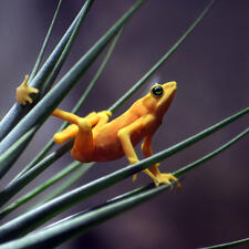 A small, brightly colored frog balances between blades of grass.