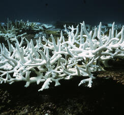 Bleached coral, branching structures underwater.