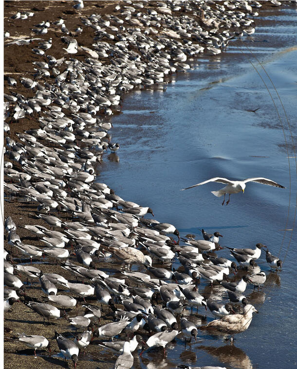 Hundreds of birds on a shoreline right by the water.