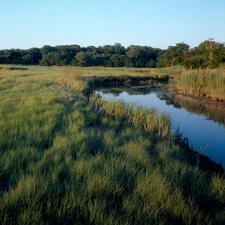 River running through grassy plain, with trees in the background.