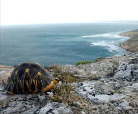 A turtle walking along a cliff overlooking the ocean.