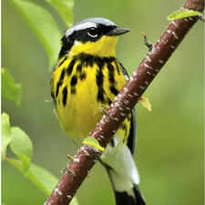 A small bird, yellow, black, and white is perched on a small branch.