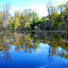 Body of water surrounded by trees, with fallen tree branches in the center of the water.