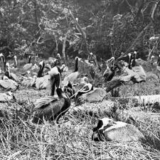 Over thirty pelicans sit in a dry, grassy area, surrounded by bare trees.