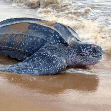A sea turtle on a beach, heading toward the water.