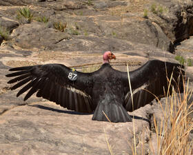 California condor on a rocky surface with its wings spread out. 