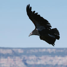 A California condor in flight.