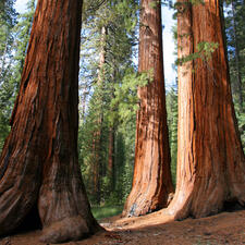 Three tall sequoia trees pictured from the ground up.