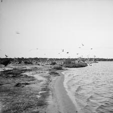 Flat shoreline with many birds on the coast and flying just above.