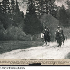 Theodore Roosevelt (front right), John Muir (front left), and two others on horseback on road between trees, with others walking behind them.