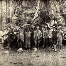 Theodore Roosevelt (fourth from left), John Muir (fourth from right), and seven other people stand before a large sequoia tree.