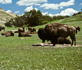 Bison standing and sitting on a verdant hill.