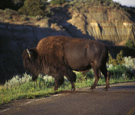 A single standing bison with canyons in the background.