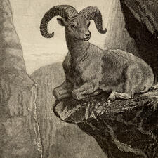 Illustration of a bighorn sheep sitting on a cliff.