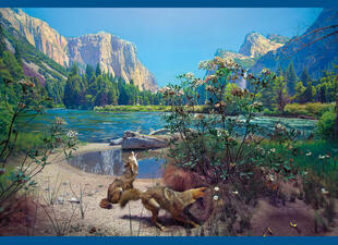 Museum diorama depicts two coyotes in a landscape of rocky cliffs surrounding a lake.