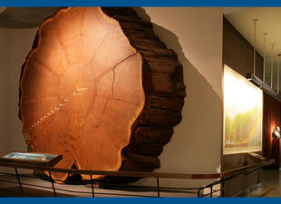 Cross section of a giant sequoia in the Hall of North American forests.