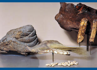 Dung and skin of an ancient ground sloth on display in the Museum.