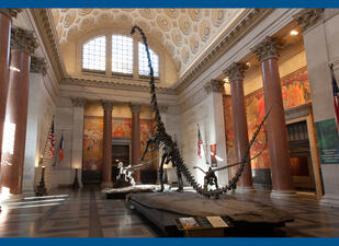 Barosaurus skeleton on display at the center of the Theodore Roosevelt Rotunda, with an arched ceiling.
