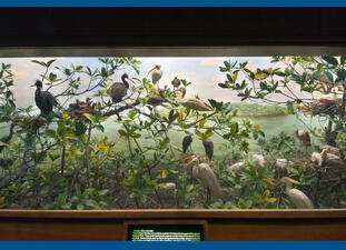 Museum diorama of over 20 birds in trees or on the ground by a body of water, plus a nest in a tree with four baby birds.