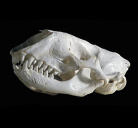 Seal skull against dark background.