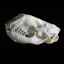 Seal skull against dark background.