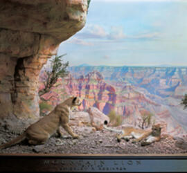 Museum diorama featuring two mountain lions on a mountain ledge, overlooking a rocky valley.