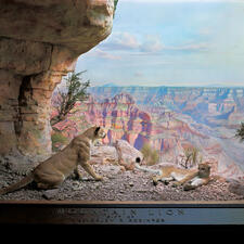 Museum diorama featuring two mountain lions on a mountain ledge, overlooking a rocky valley.