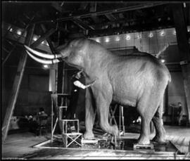 Carl Akeley standing on a stepladder, working on the upper leg of a large elephant taxidermy mount.