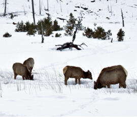 Four elk graze snow-covered grass, with some trees in the background.