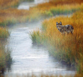 A fox stands among tall grass on the side of a small river.