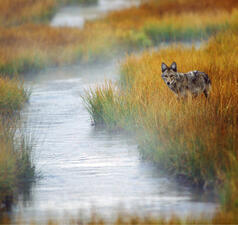 A fox stands among tall grass on the side of a small river.