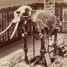 Full mammoth fossil skeleton at the Harvard Museum of Comparative Zoology.