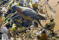 Museum diorama of seven passenger pigeons among branches of a tree.