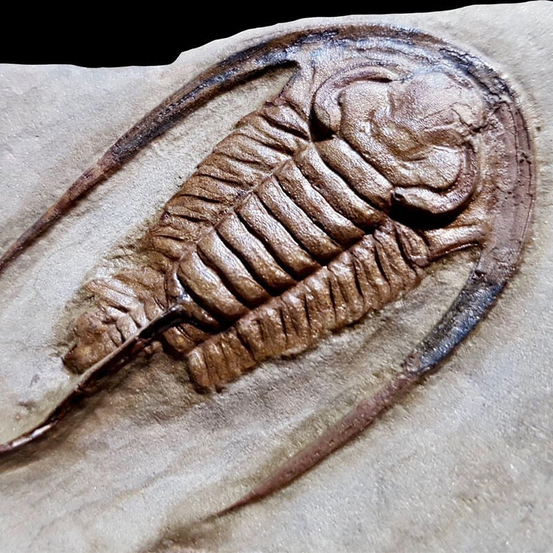 Apatokephalus