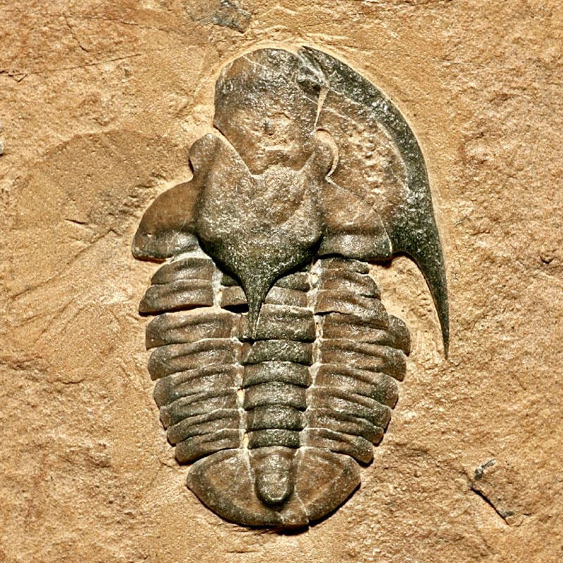 Arapahoia